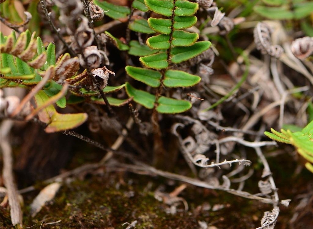  p>滇西金毛裸蕨(学名: i>paragymnopteris delavayi /i> (baker) k.