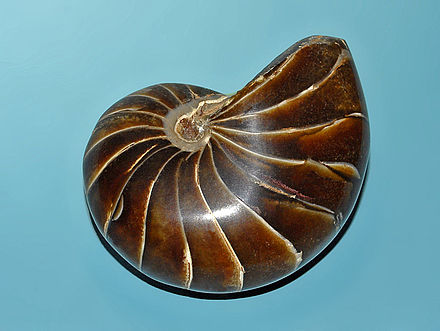  p>新生角石( b> i>cenoceras /i> /b>)是一类已灭绝的鹦鹉螺科动物