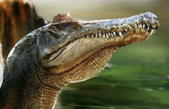 哥伦波奥沙拉龙