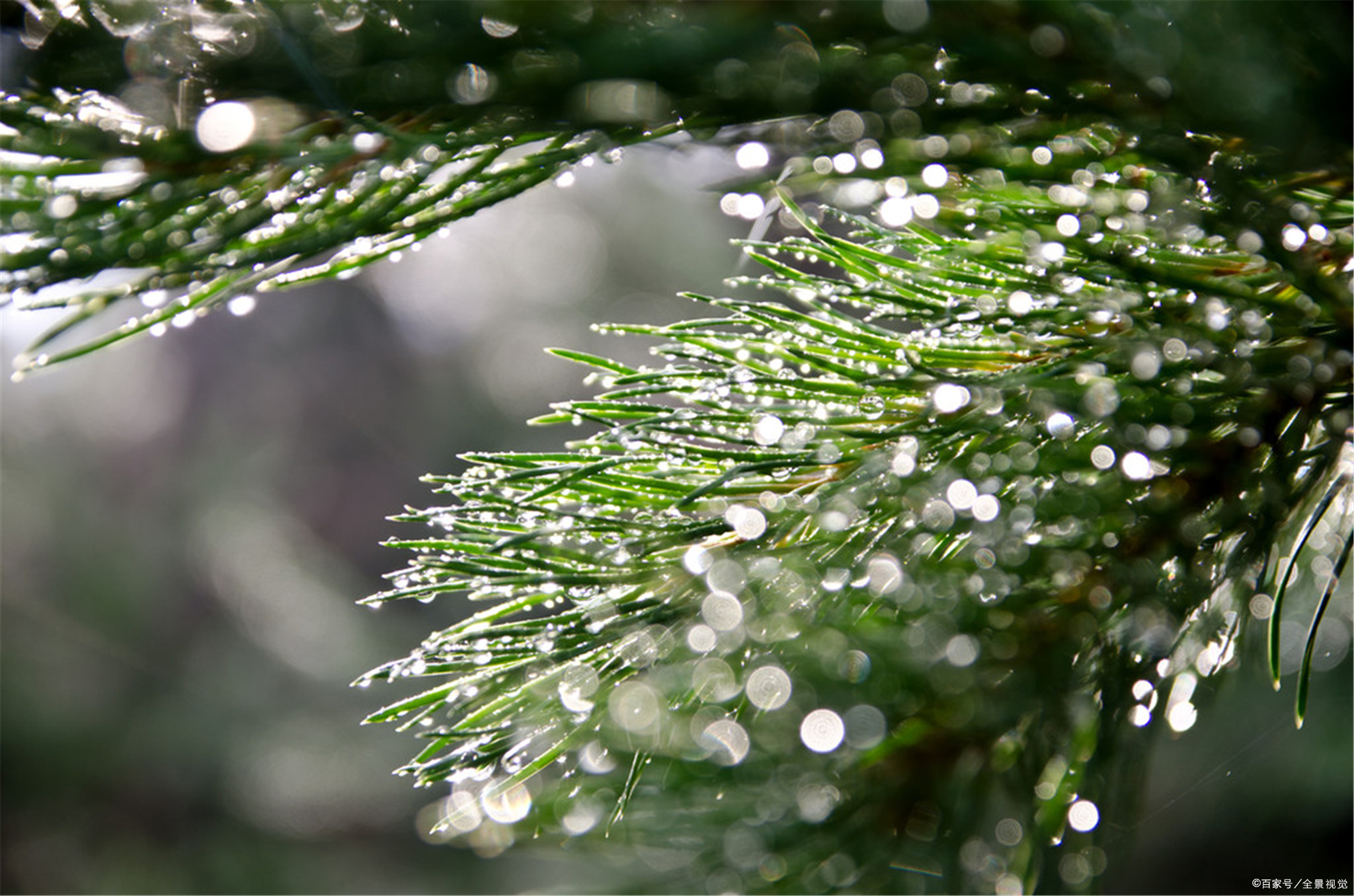 古诗词中的秋雨：一半化作梧桐，一半洒落芭蕉_百科TA说