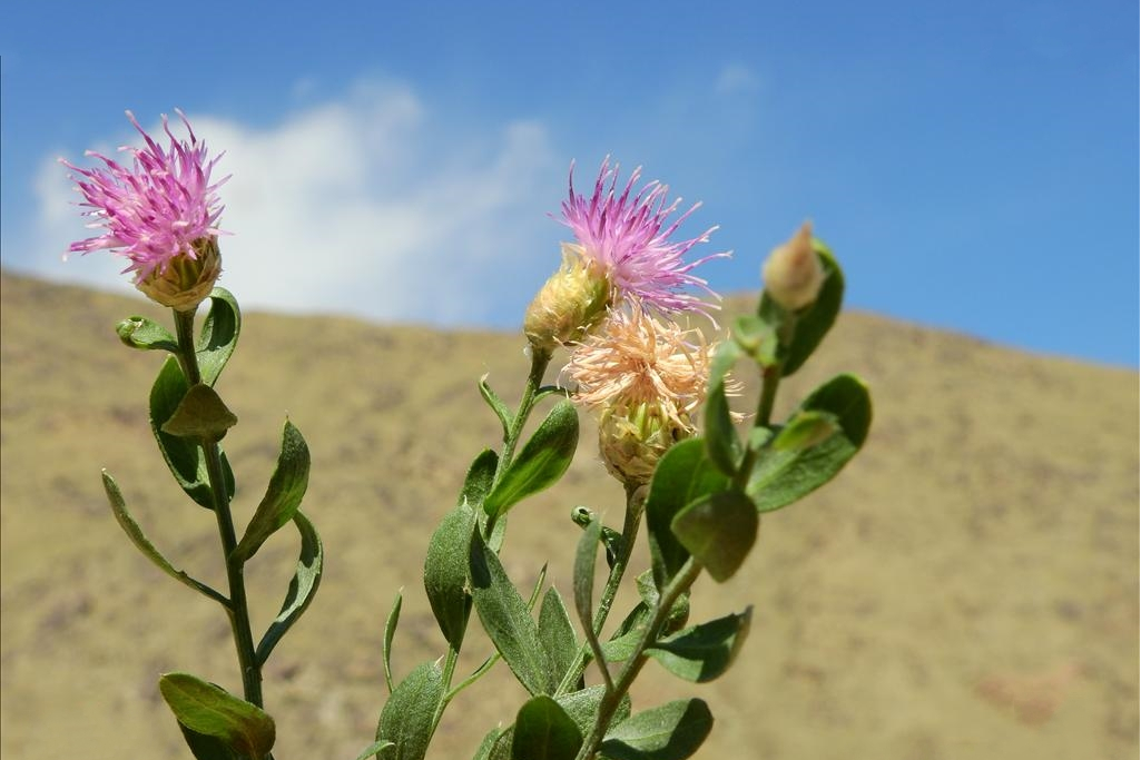  p>花花柴(学名: i>karelinia caspia  /i>(pall.) less.