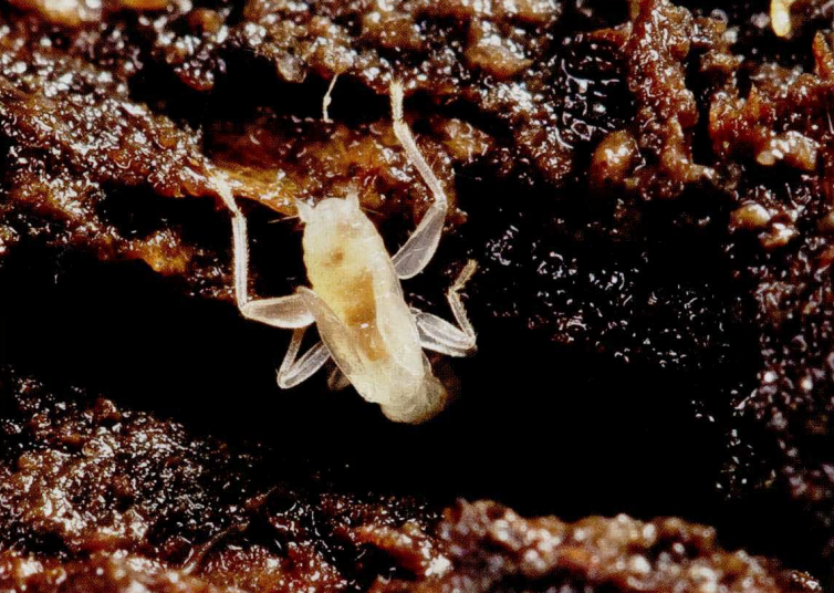 medoensis /i>)是 a target="_blank" href="/item/缺翅虫科">缺翅虫