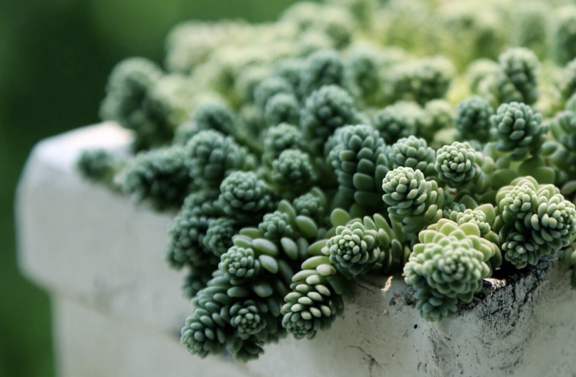  p>爪瓣景天系是一种植物. /p>