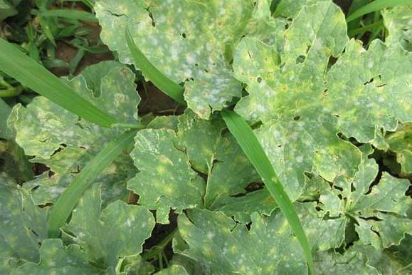  p>西瓜霜霉病是由古巴假霜霉侵染所引起的,发生在西瓜上的病害.