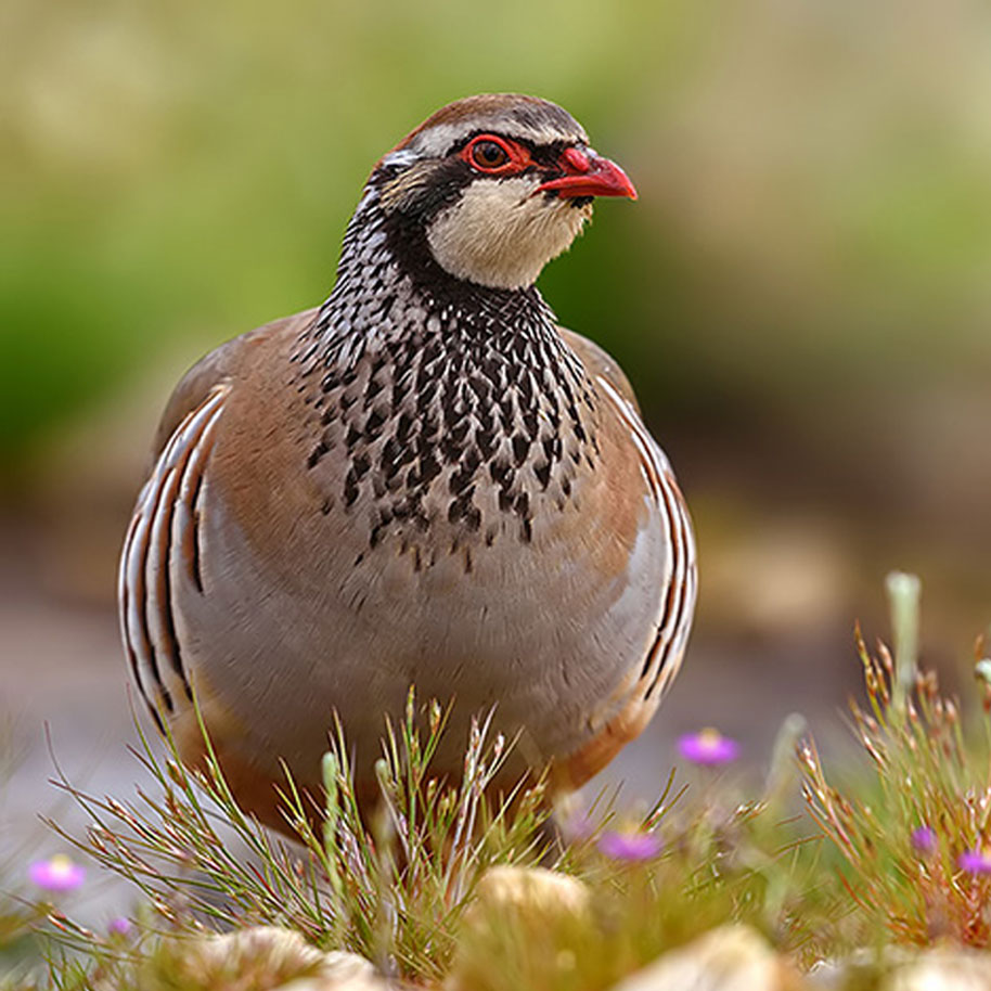 r4mym3pjkg">鹧鸪(英文名:partridges)是一类小型到中型的鸡形目鸟类