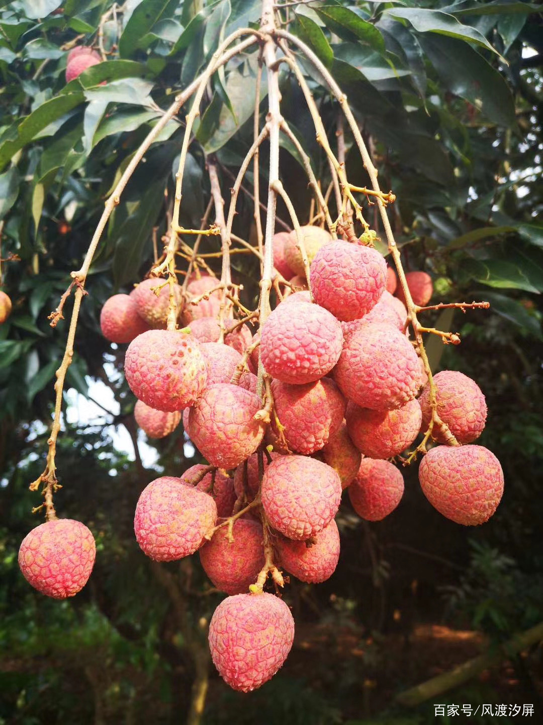 夏至，又是一年荔枝红_百科TA说