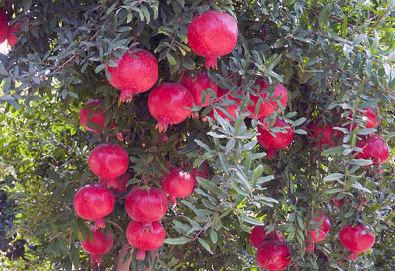  p>石榴属(学名: i>punica /i> linn.):是桃金娘目,千屈菜科的一个属.