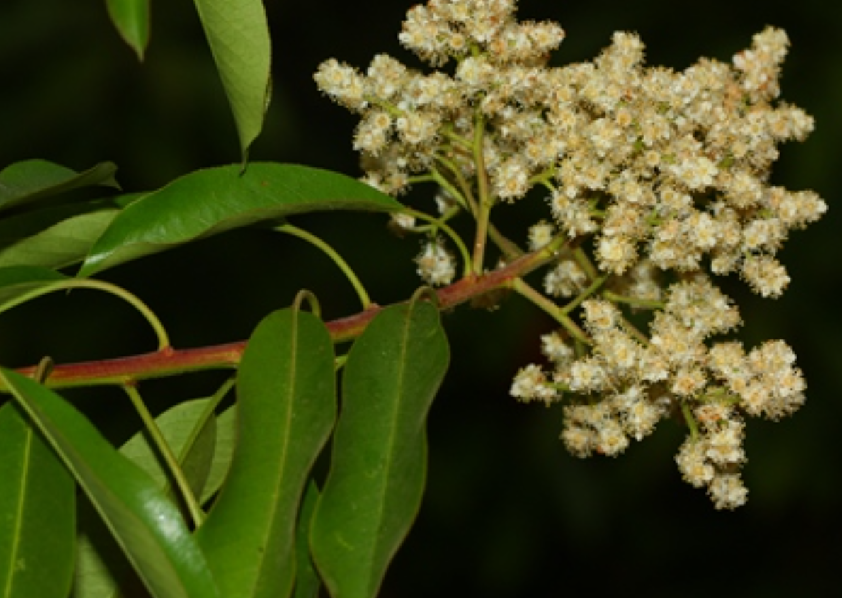 球花石楠 全网资源