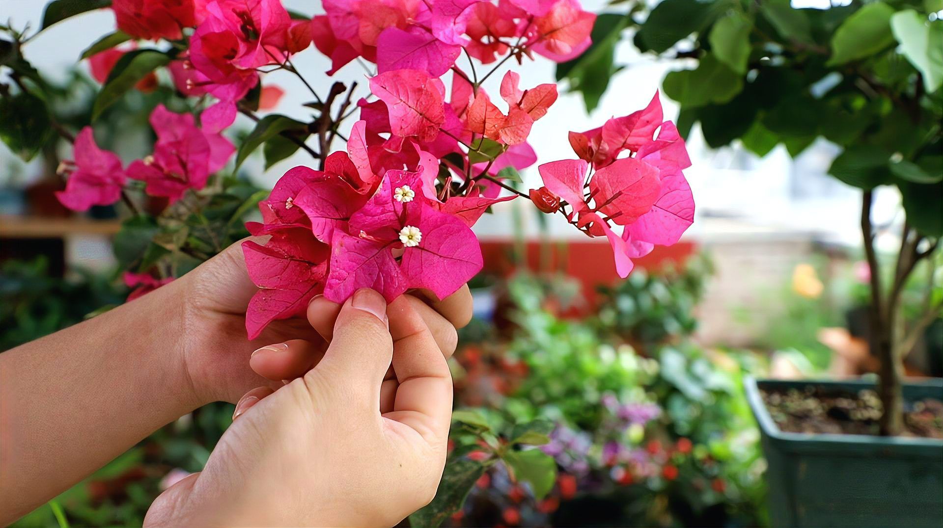 叶子花 紫茉莉科叶子花属植物 百度百科
