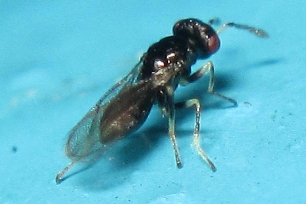  p>平额尖腹金小蜂( i>thektogaster planifron