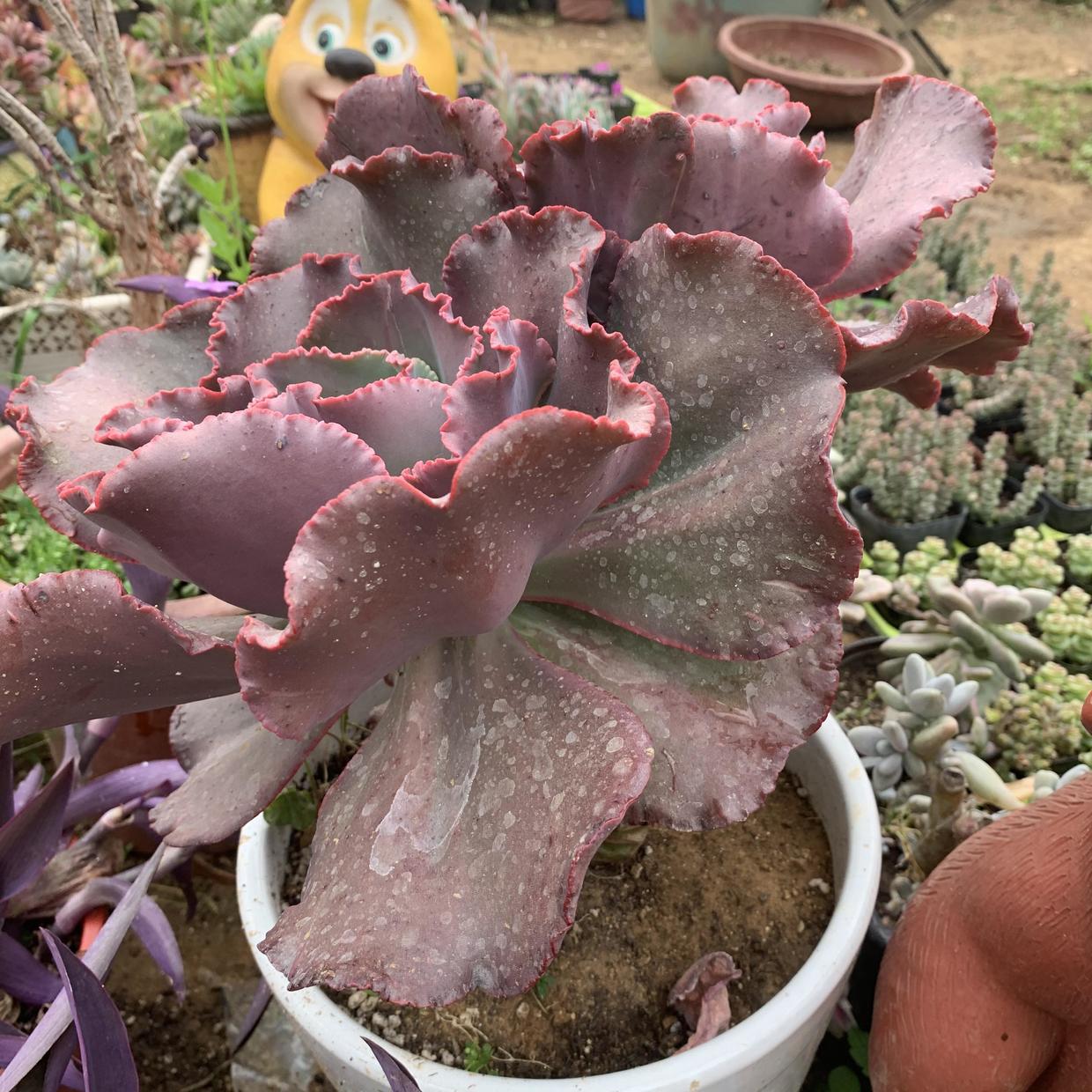 大包菜多肉女王花笠，大盆养长得大，多晒太阳，叶子变成紫色_百科TA说