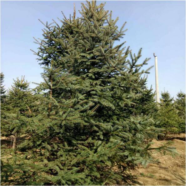 紫果云杉无性系09ppuneg13