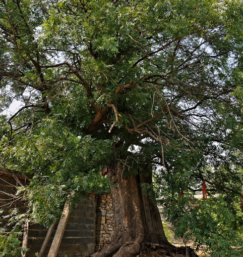 村中这棵2000多年的楷树据专家称是全国最大的一棵？_百科TA说
