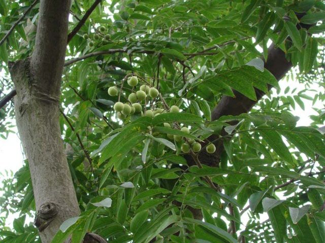 川滇无患子