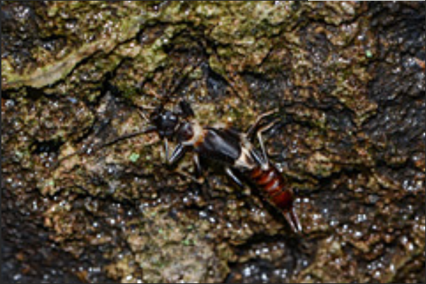  p>黑裂丝尾螋( i>nannopygia nigriceps /i>