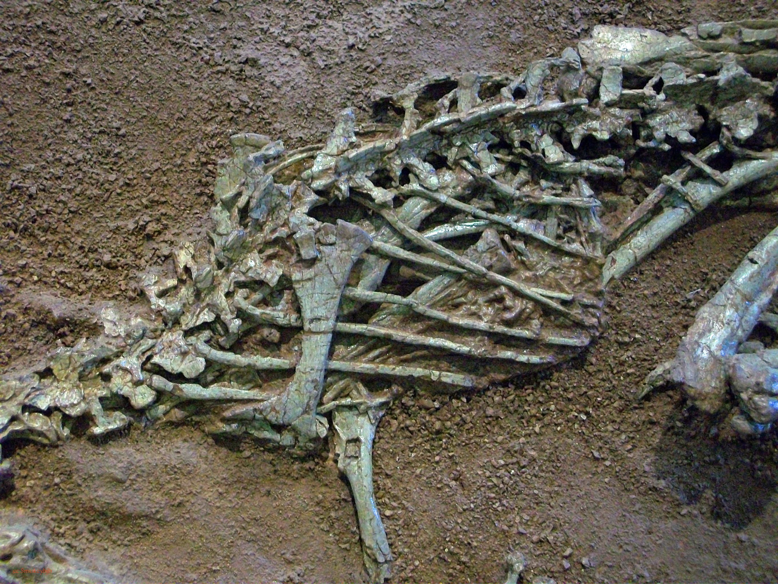 腔骨龙又译作虚形龙,是一种生活于晚三叠世的小型兽脚类恐龙,其化石