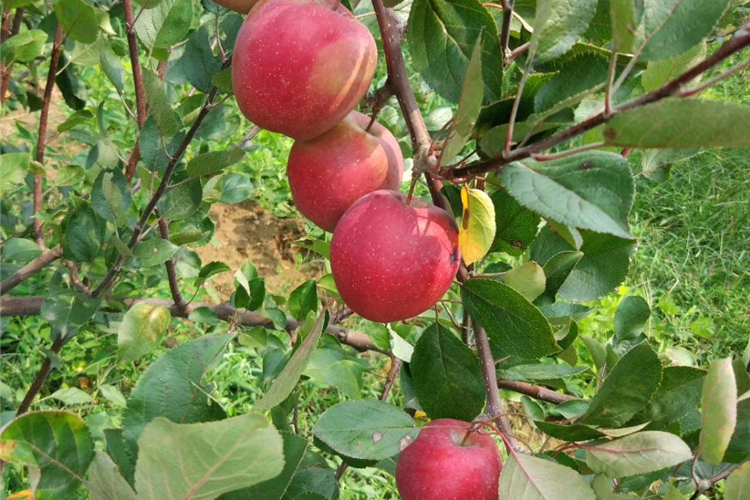  p data-id="gnx107arab">柱状苹果树   这种树的外形不同于常见的