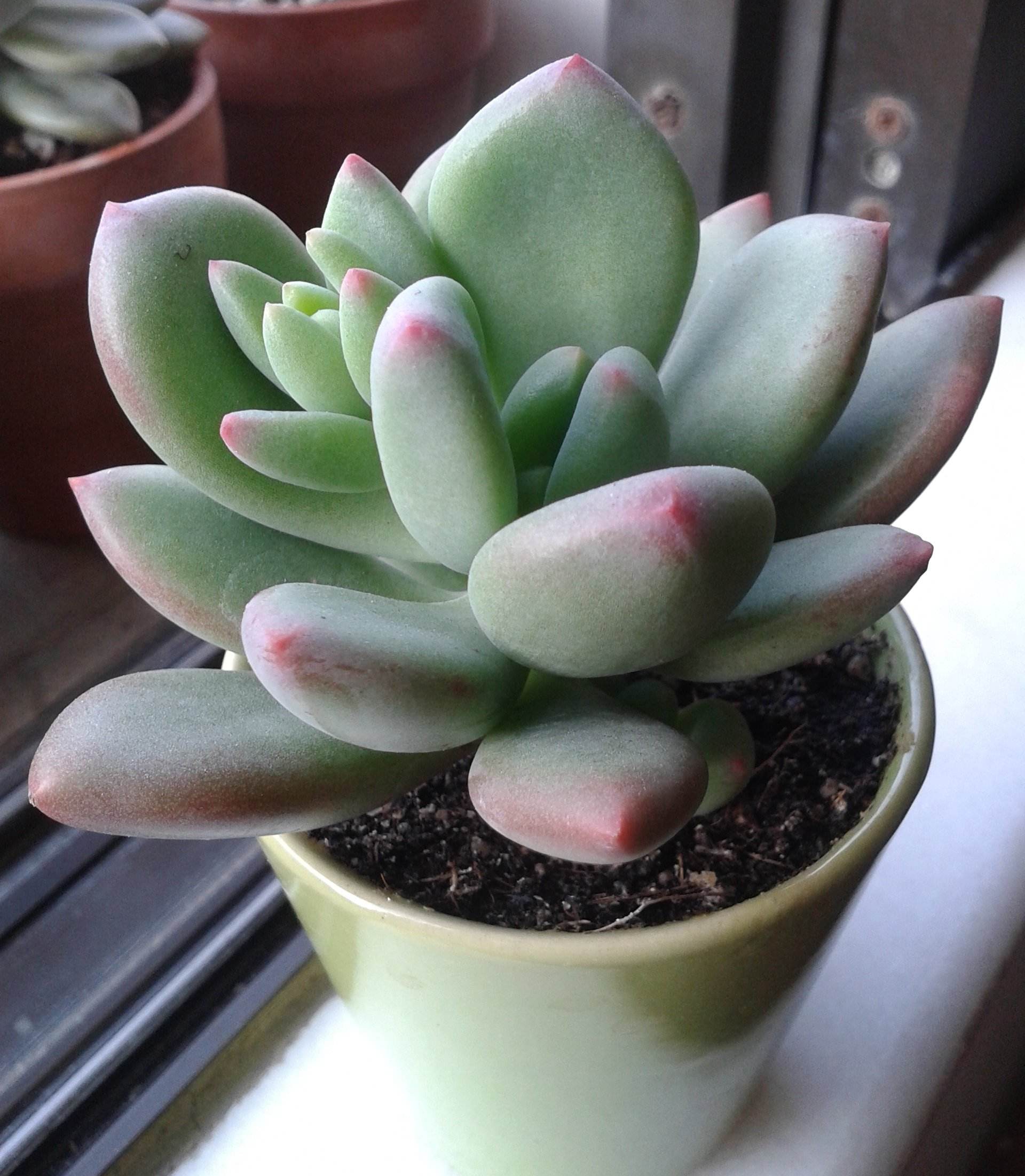 data-ctrid="tbc3ge9xyx0w">青星美人是景天科厚叶草属的多肉植物