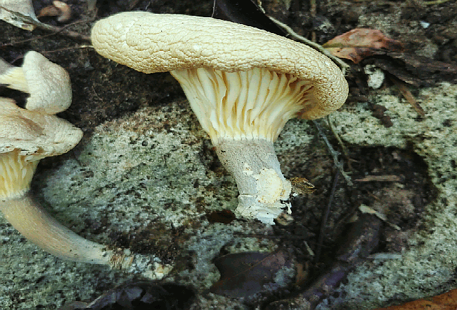 k. mill.)是侧耳科,侧耳属真菌.