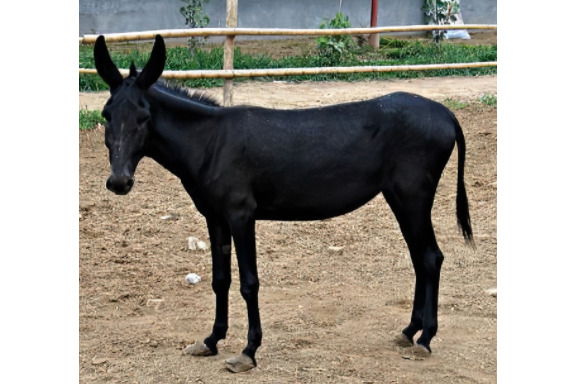  p>乌驴是我国著名品种驴德州驴的一个品系,主产于 a target="_blank"