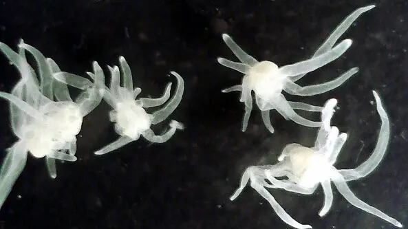 胞内寄生水螅虫纲