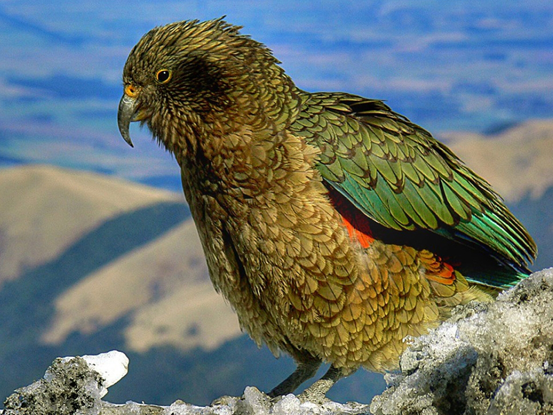  p>鸮鹦鹉科(学名:strigopidae):是鸟纲,鹦鹉鸟类的一个科.