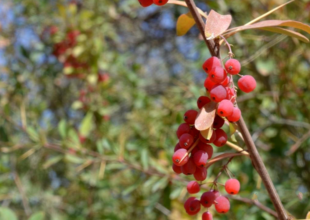 红果小檗
