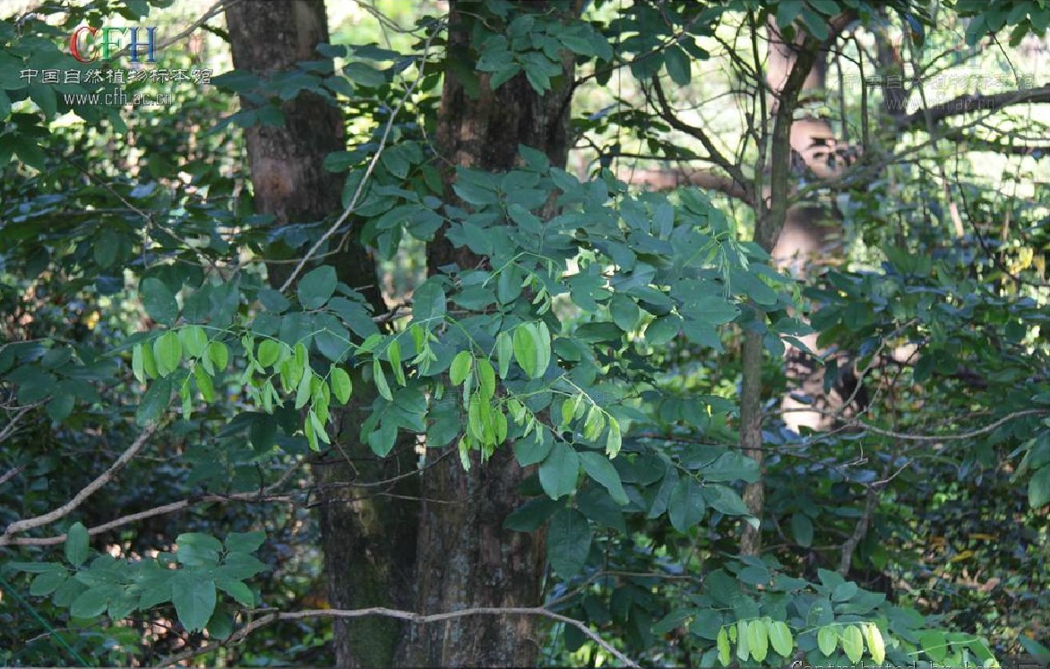 dalbergia obtusifolia prain