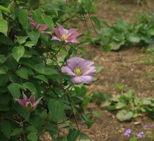 是 a href="#" data-lemmaid="2374841">毛茛科 /a>铁线莲属植物.