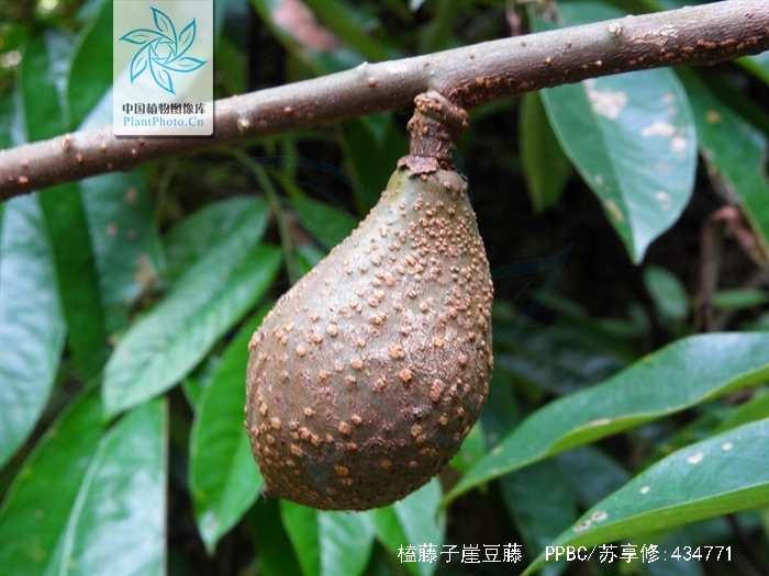 榼藤子崖豆藤