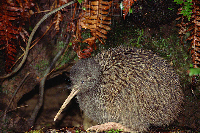  p>奥卡里托褐几维鸟(学名: i>apteryx rowi /i>):曾经是 a href="#"