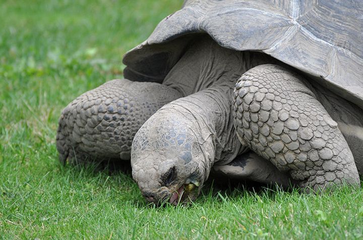 galapagos giant tortoise