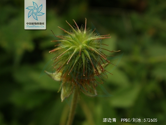  p>路边青(学名: i>geum aleppicum /i> jacq.