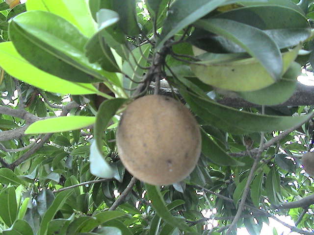  p>人心果(学名: i>manilkara zapota   /i>(linn.