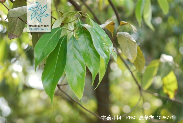  p>木姜叶柯(学名: i>lithocarpus litseifolius   /i>(hance) chun)