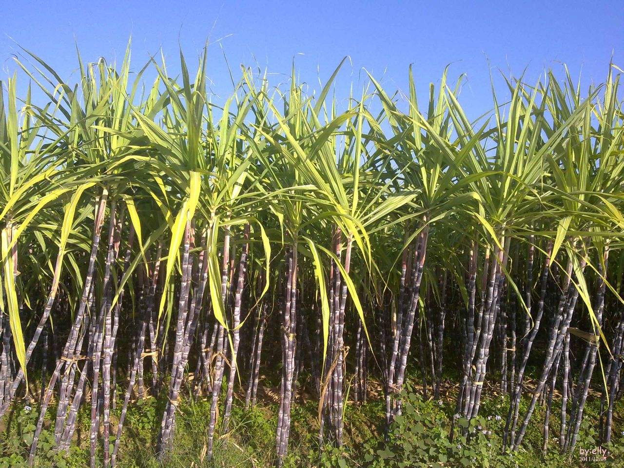 甘蔗