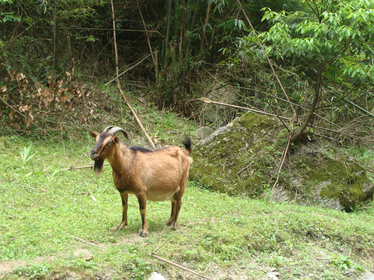 fxj8pf">麻羊是偶蹄目洞角科山羊属哺乳动物,又叫成都麻羊,四川铜羊