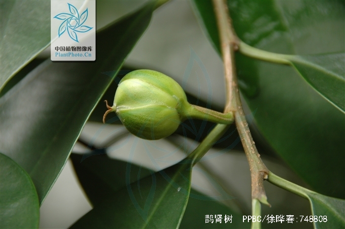  p>鹊肾树(学名: i>streblus asper /i> lour.