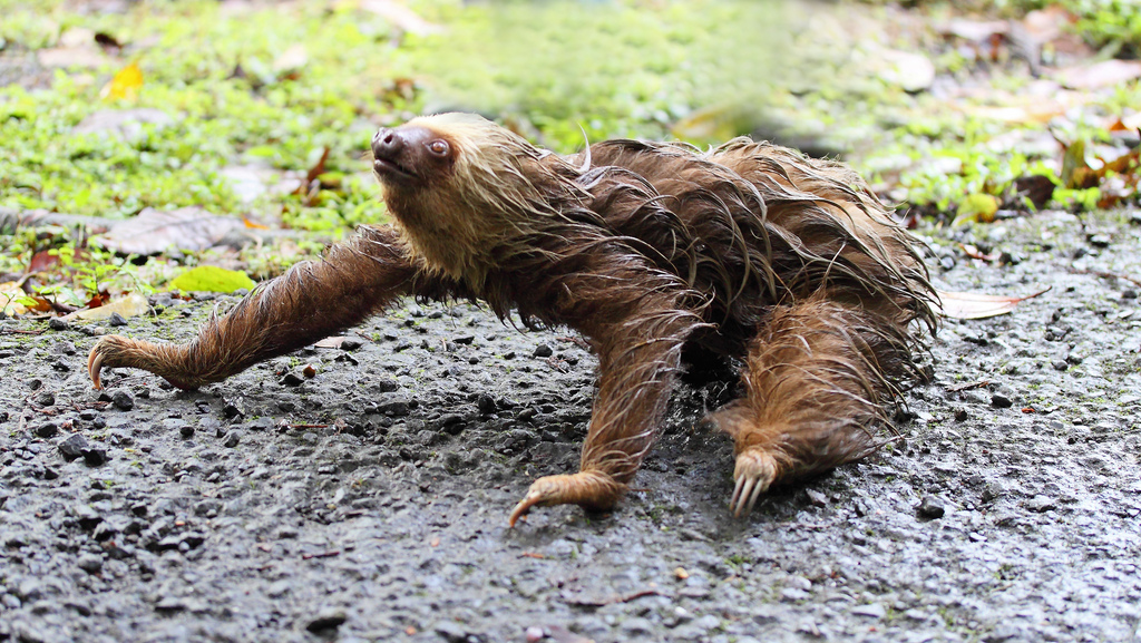 重5.5-7公斤,长60厘米,很适合攀树.与二趾树懒两种构