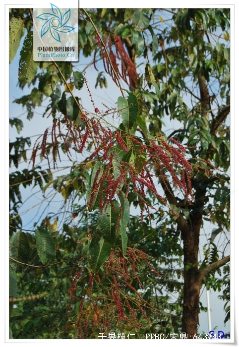  p>千果榄仁(学名: i>terminalia myriocarpa /i> vaniot huerck et