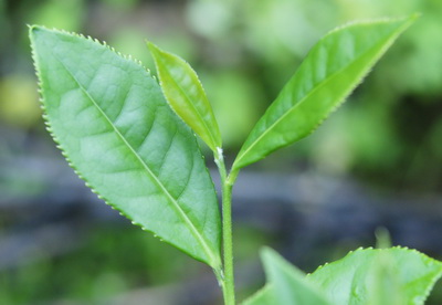  p>诏安八仙茶产于福建省 a target="_blank" href="/item/诏安县