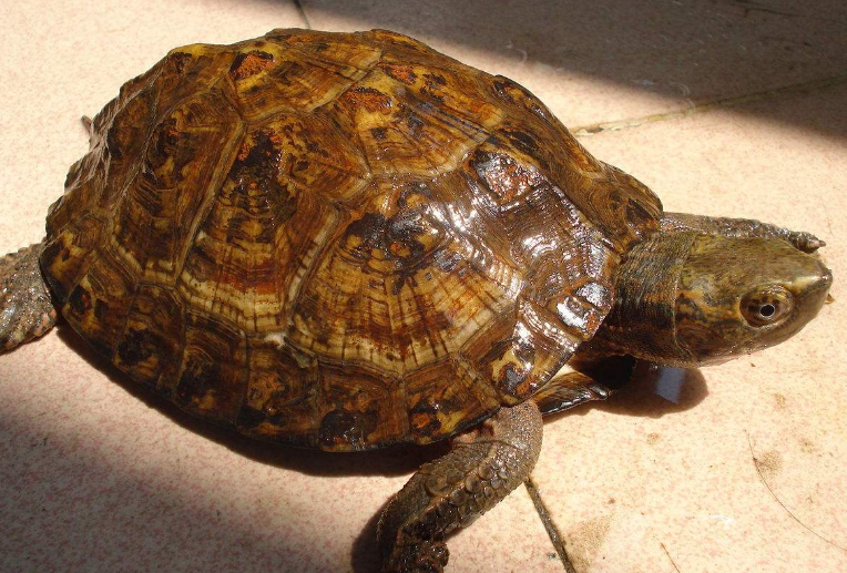  p>条颈摄(spripe-neckedleafturtle),分布于越南,老挝,泰国,柬埔寨等