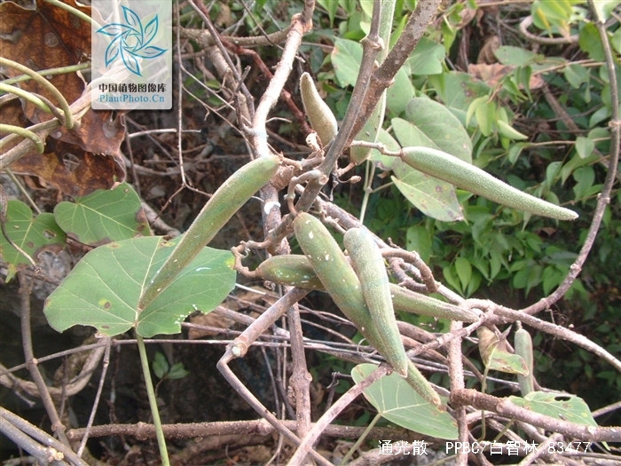  p>通光散,中药名.