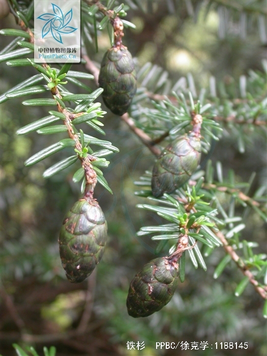 是松科铁杉属植物,乔木,高达50米,胸径达1.
