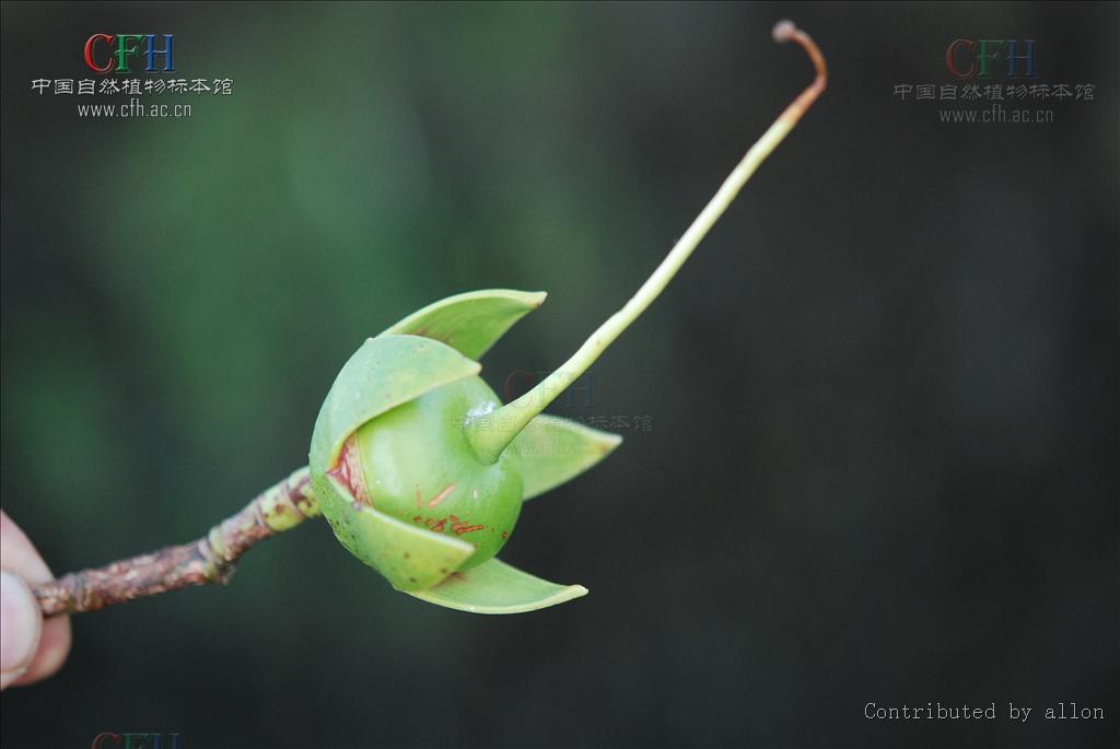  p>海桑属(学名: i>sonneratia l. /i> f.)是海桑科一个下属.