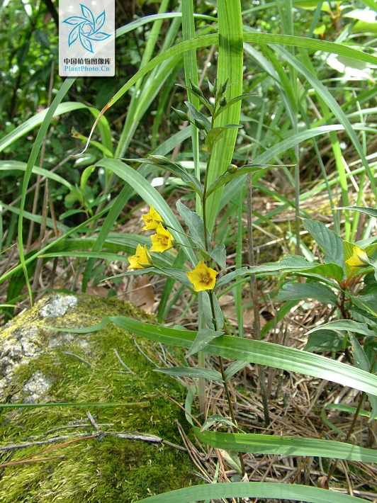  p> b>长梗过路黄 /b>(学名: i>lysimachia longipes /i>)为 a target