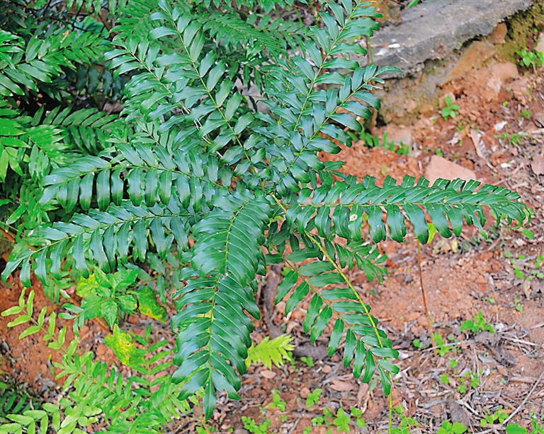 lo)是无患子科,爪耳木属 a target="_blank" href="/item/灌木