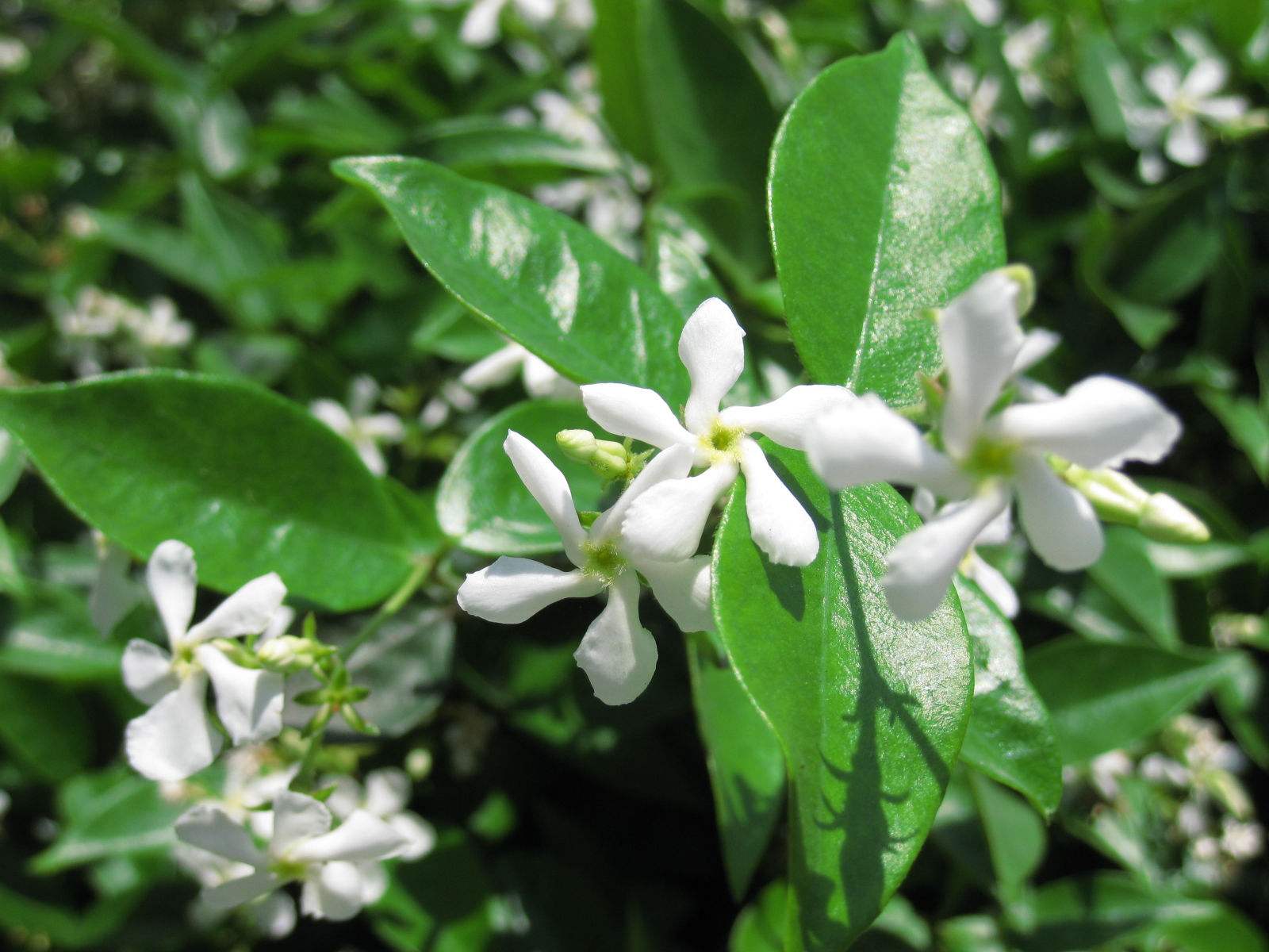  p>络石属(学名:trachelospermum lem.