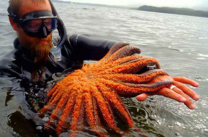 海盘车海星,别名