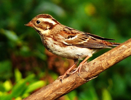  p>田鹀(学名: i>emberiza rustica /i>)鹀科鹀属鸟类,体长13-15厘米